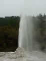 New_Zealand (1003)